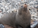 Ohau Seal Colony (2900)