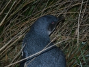 Blue Penguin Colony (2553)