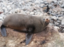 Ohau Seal Colony (2835)