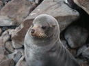 Ohau Seal Colony (2861)