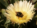 Bee (2425)