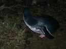 Blue Penguin Colony (2532)
