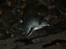 Blue Penguin Colony (2516)