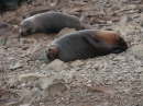 Ohau Seal Colony (2822)