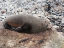 Ohau Seal Colony (2860)