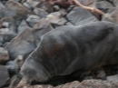 Ohau Seal Colony (2885)