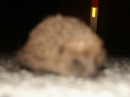 A Hedgehog in the Road (2472)