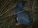 Blue Penguin Colony (2509)