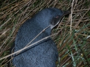 Blue Penguin Colony (2502)
