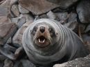 Ohau Seal Colony (2831)
