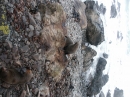Ohau Seal Colony (2886)