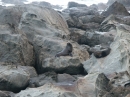 Ohau Seal Colony (2832)