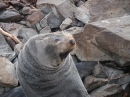 Ohau Seal Colony (2862)