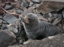 Ohau Seal Colony (2896)