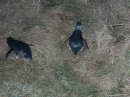 Blue Penguin Colony (2551)