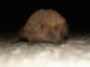 A Hedgehog in the Road (2469)
