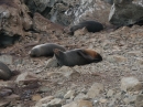 Ohau Seal Colony (2838)
