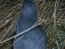Blue Penguin Colony (2548)