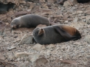 Ohau Seal Colony (2892)