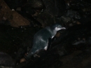 Blue Penguin Colony (2540)