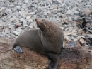 Ohau Seal Colony (2870)