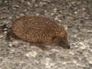 A Hedgehog in the Road (2471)