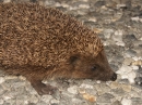 A Hedgehog in the Road (2451)