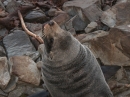 Ohau Seal Colony (2823)