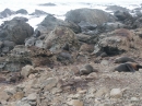 Ohau Seal Colony (2839)