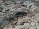 Ohau Seal Colony (2856)