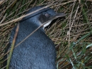 Blue Penguin Colony (2507)