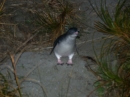Blue Penguin Colony (2556)