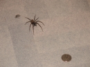 New Zealand Tunnelweb Spider (3412)