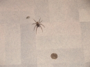 New Zealand Tunnelweb Spider (3417)