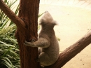 The Sydney Australia Zoo (5191)