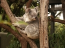 The Sydney Australia Zoo (5134)