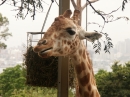 The Sydney Australia Zoo (5141)