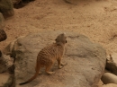 The Sydney Australia Zoo (5161)