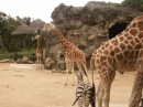 The Sydney Australia Zoo (5159)