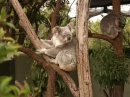 The Sydney Australia Zoo (5211)