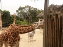 The Sydney Australia Zoo (5210)