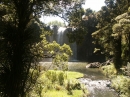 Whangarei Falls (4251)
