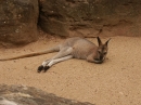 The Sydney Australia Zoo (5213)