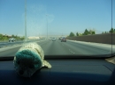 Kiwi Road Trip - Vegas (5647)