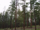 Flagstaff, Arizona (5298)