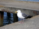 Seagull (6429)