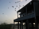 Joes Beach House in Galveston (6809)