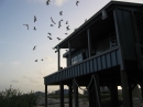 Joes Beach House in Galveston (6801)