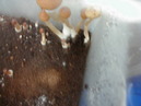 Mushroom Experiment (270281)