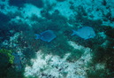 Cozumel Diving (271587)